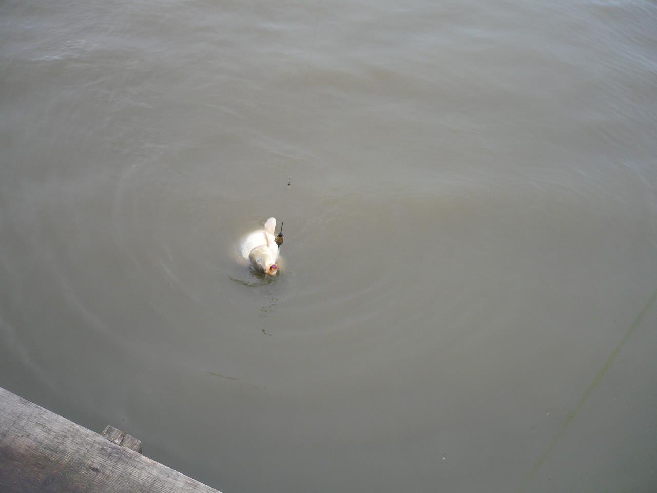 Magura 9 - 25.MAR.2014 - p1020269.JPG